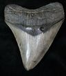 Wide Megalodon Tooth - Sharp Serrations #13024-1